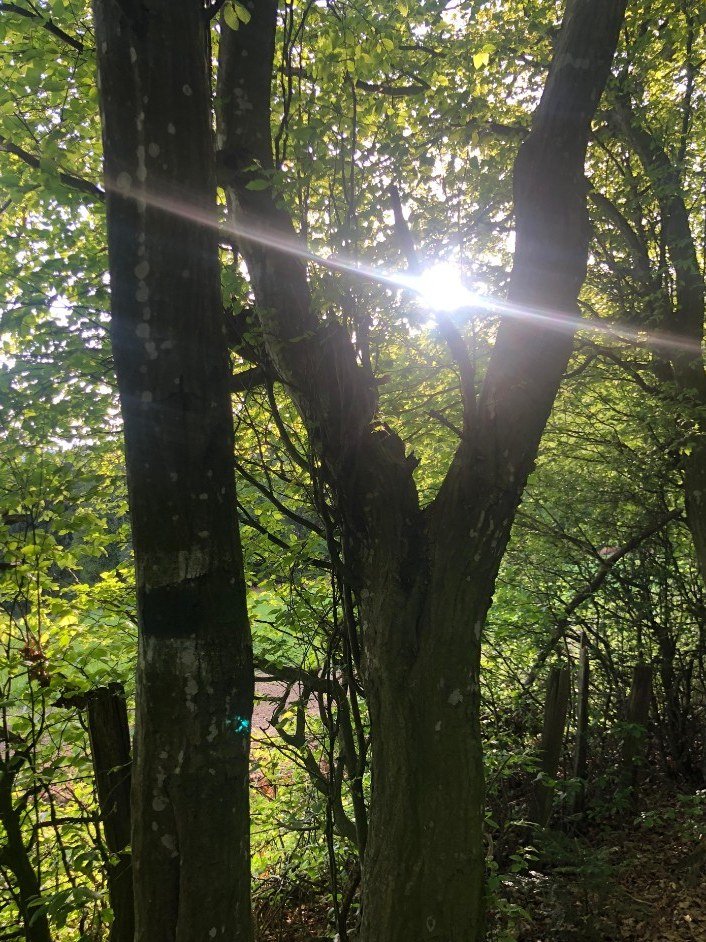 Buchenwald mit Sonnenlicht zwischen den Stämmen